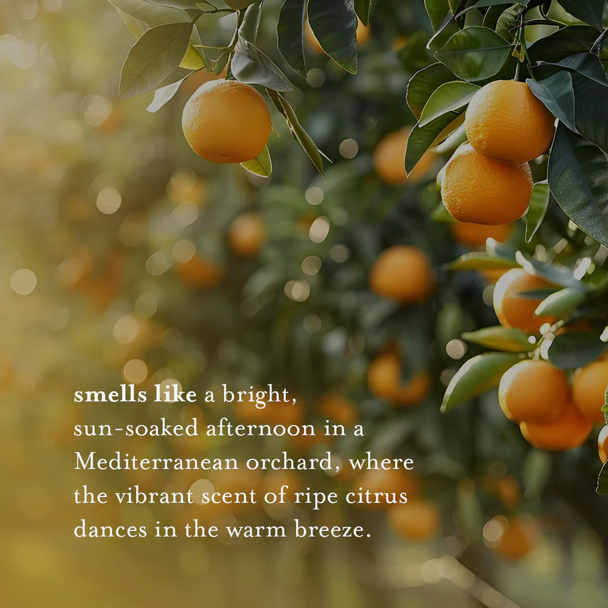 A LA MAISON label close-up showing plant-derived ingredients and French origin benefit