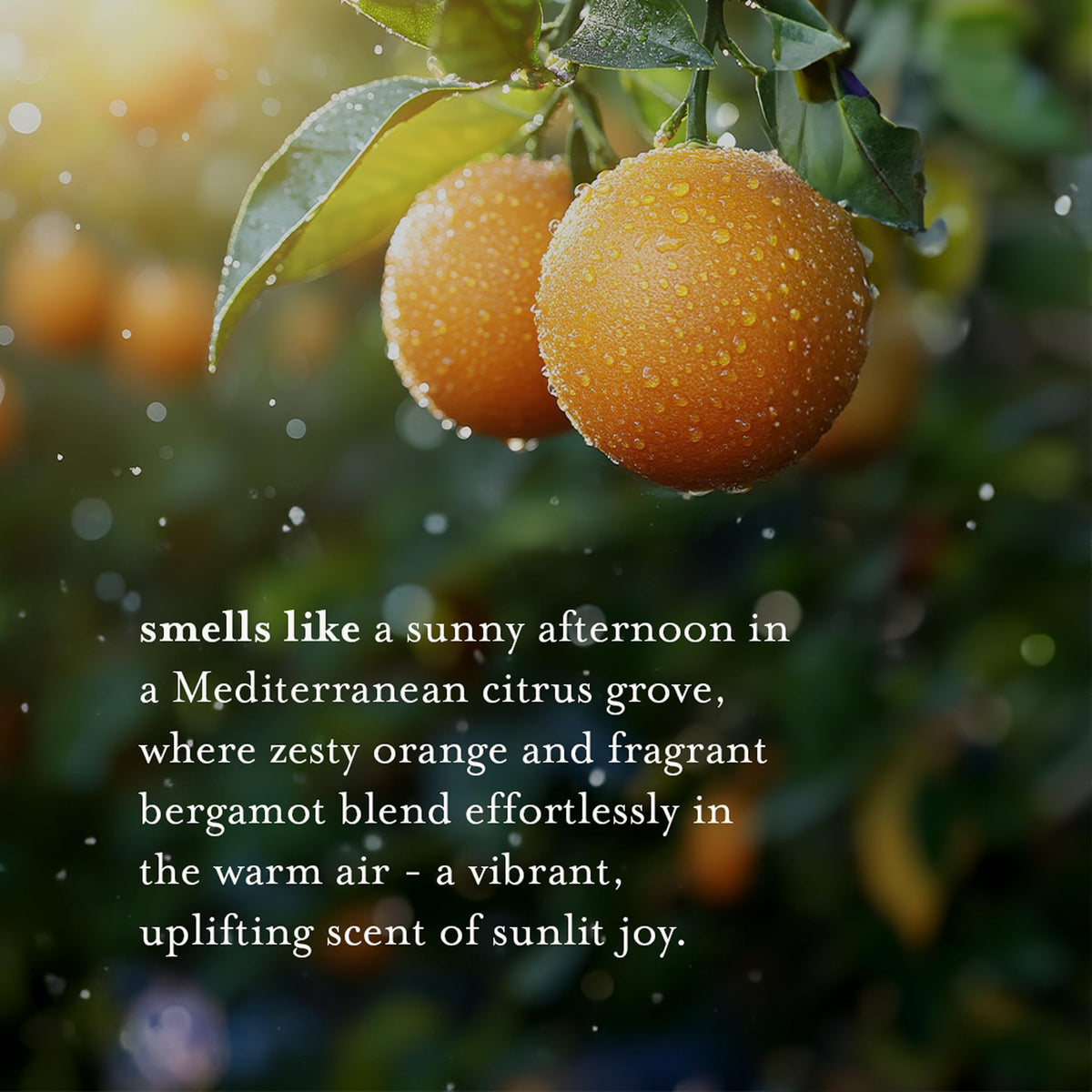 A LA MAISON close-up of lather demonstrating gentle cleansing foam benefit