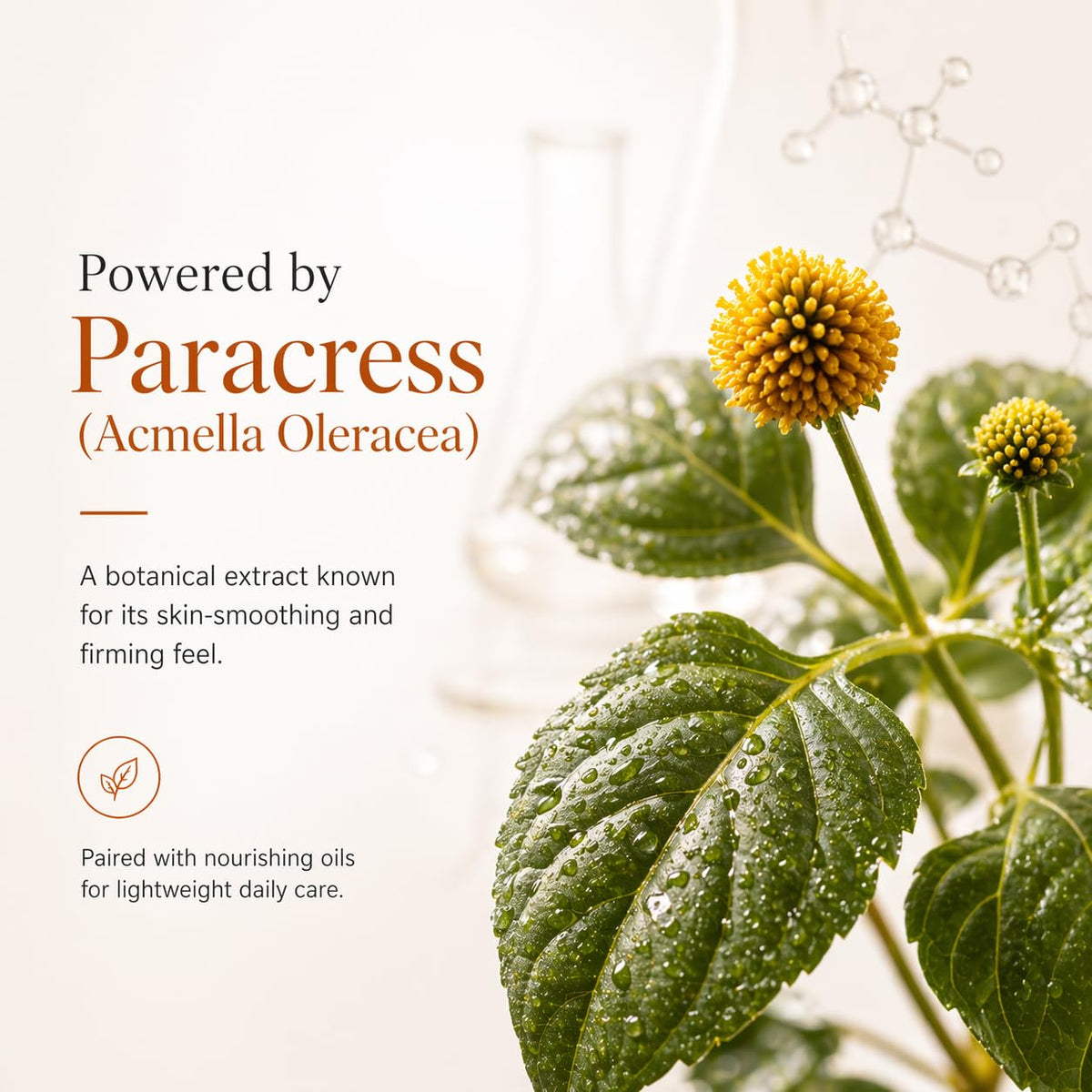 Adweekey paracress extract visual to highlight botanical ingredient benefits for texture