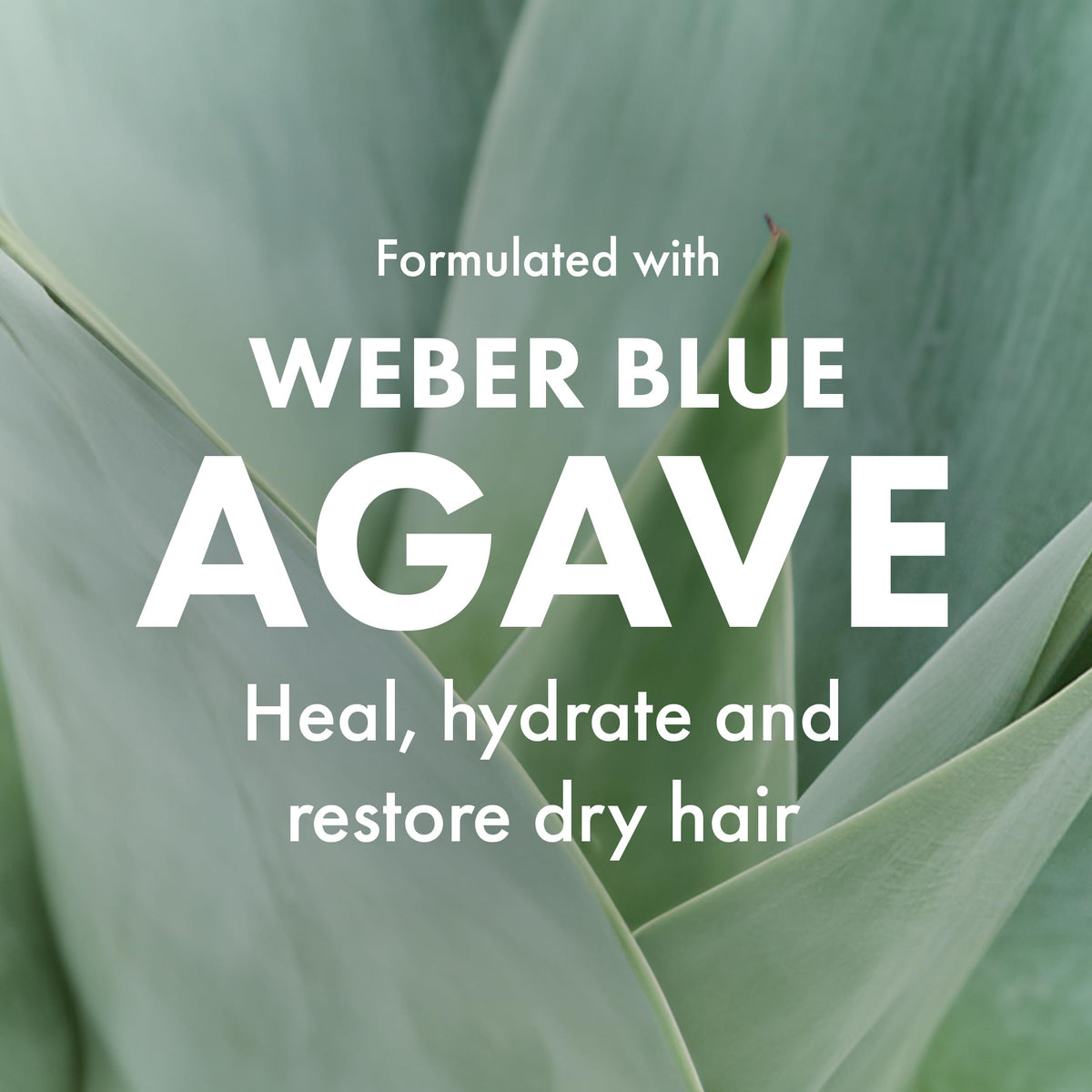 Agave Healing Oil next to a coin showing 2 fl oz travel-friendly size