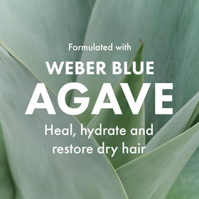 Agave Healing Oil next to a coin showing 2 fl oz travel-friendly size