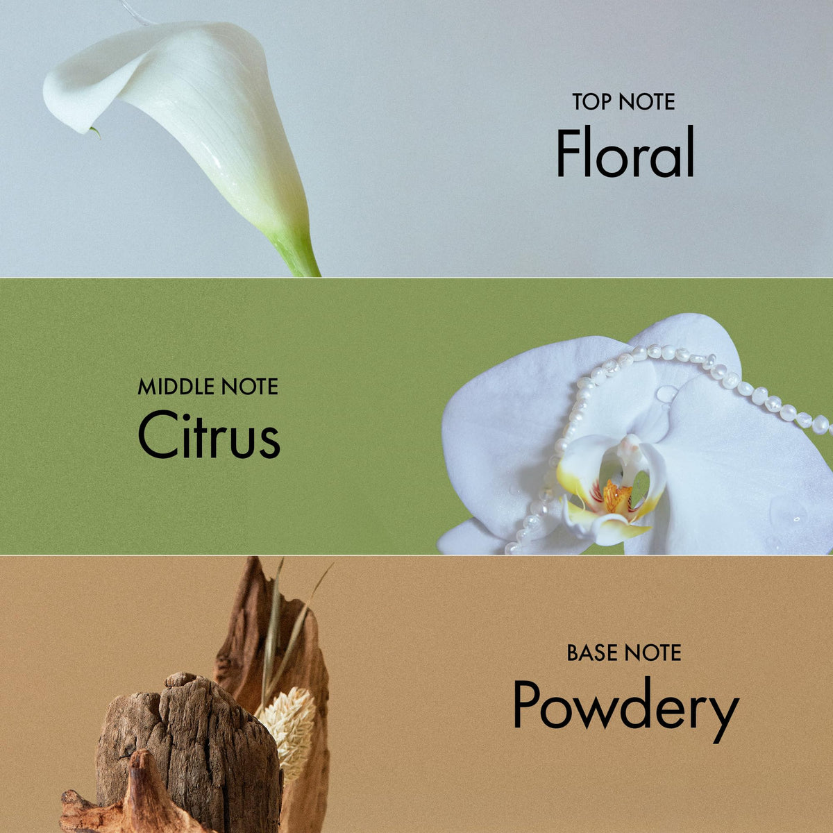 ANILLO ingredients visual with botanical oils emphasizing hydration