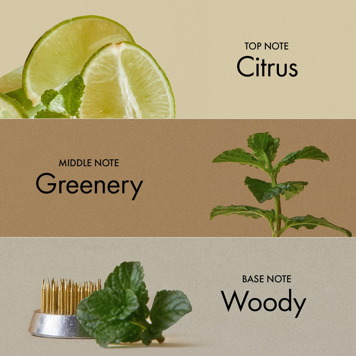 ANILLO product with lime and mint botanicals arranged flatlay benefit: fresh citrus scent