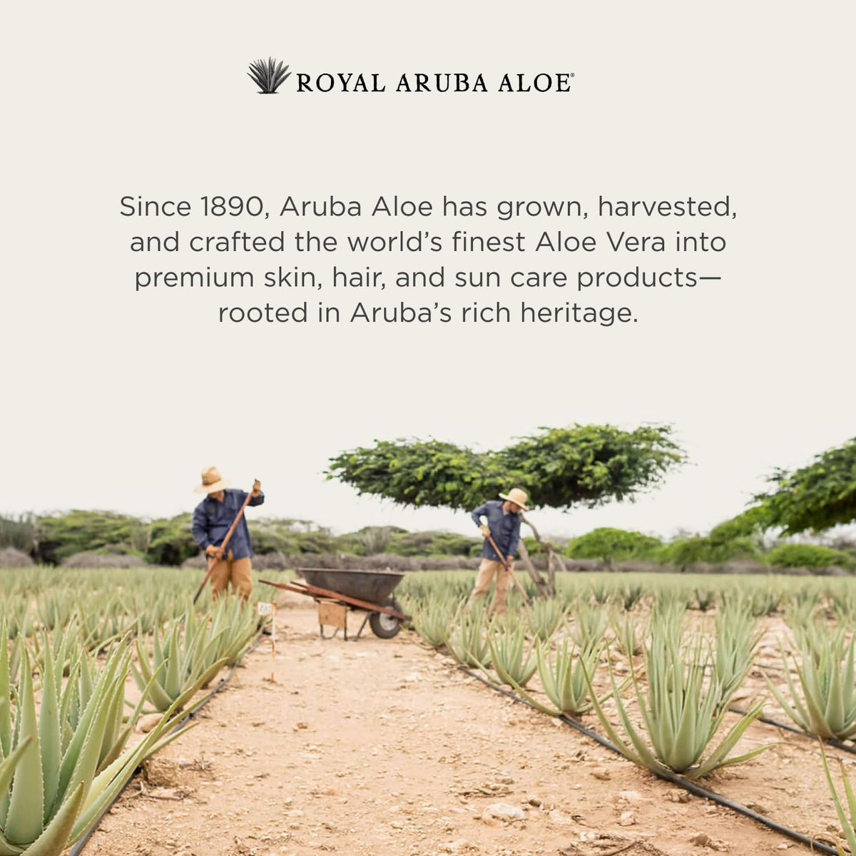 ARUBA ALOE label close-up showing aloe and vitamin E ingredient benefits