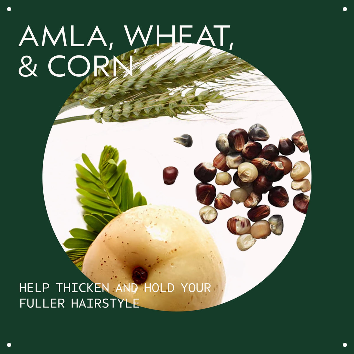 Aveda ingredient close-up of certified organic amla highlighting natural plant benefit