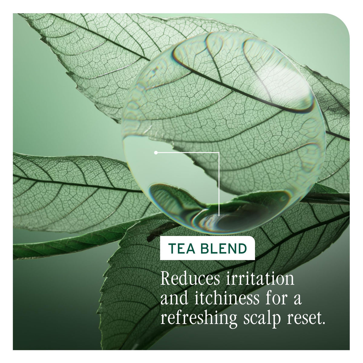 Biolage applied on a towel-dried scalp demonstrating targeted oil control
