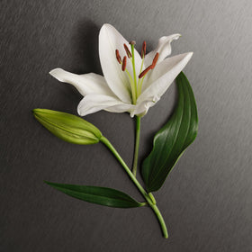 Calvin Klein Eternity creamy lotion texture close-up demonstrating smooth absorption and hydration benefit