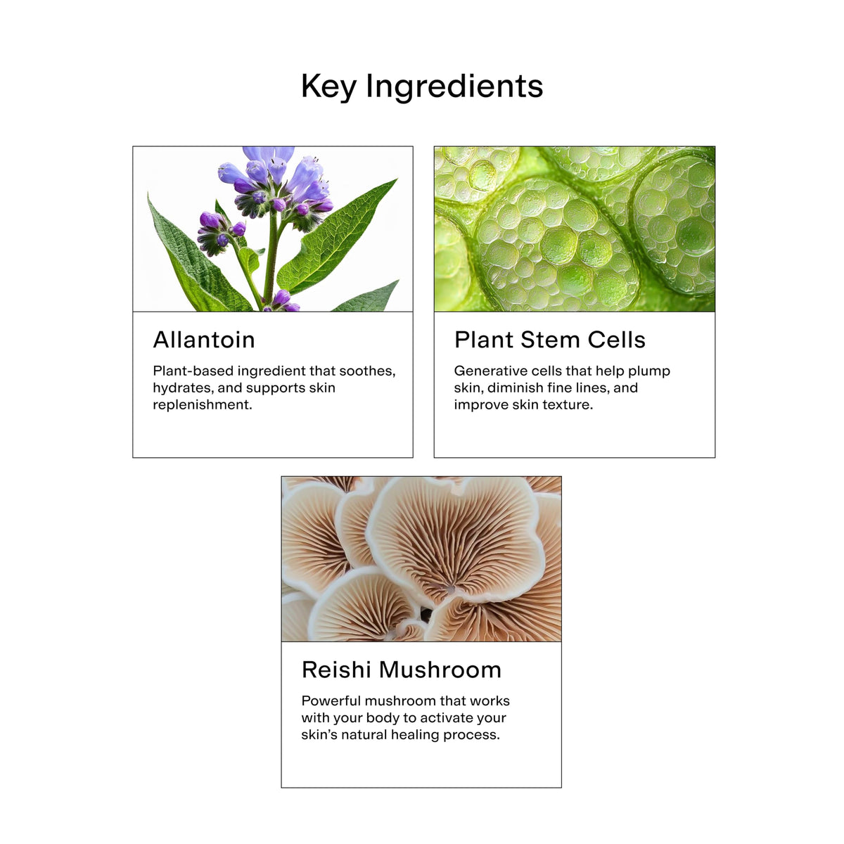 CLEARSTEM label detail highlighting ingredient list and transparency benefit