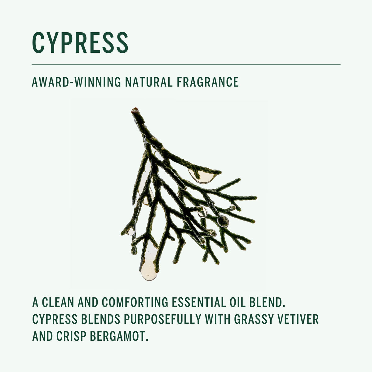 Corpus close-up tremella illustration emphasizing natural moisture-locking ingredient benefits