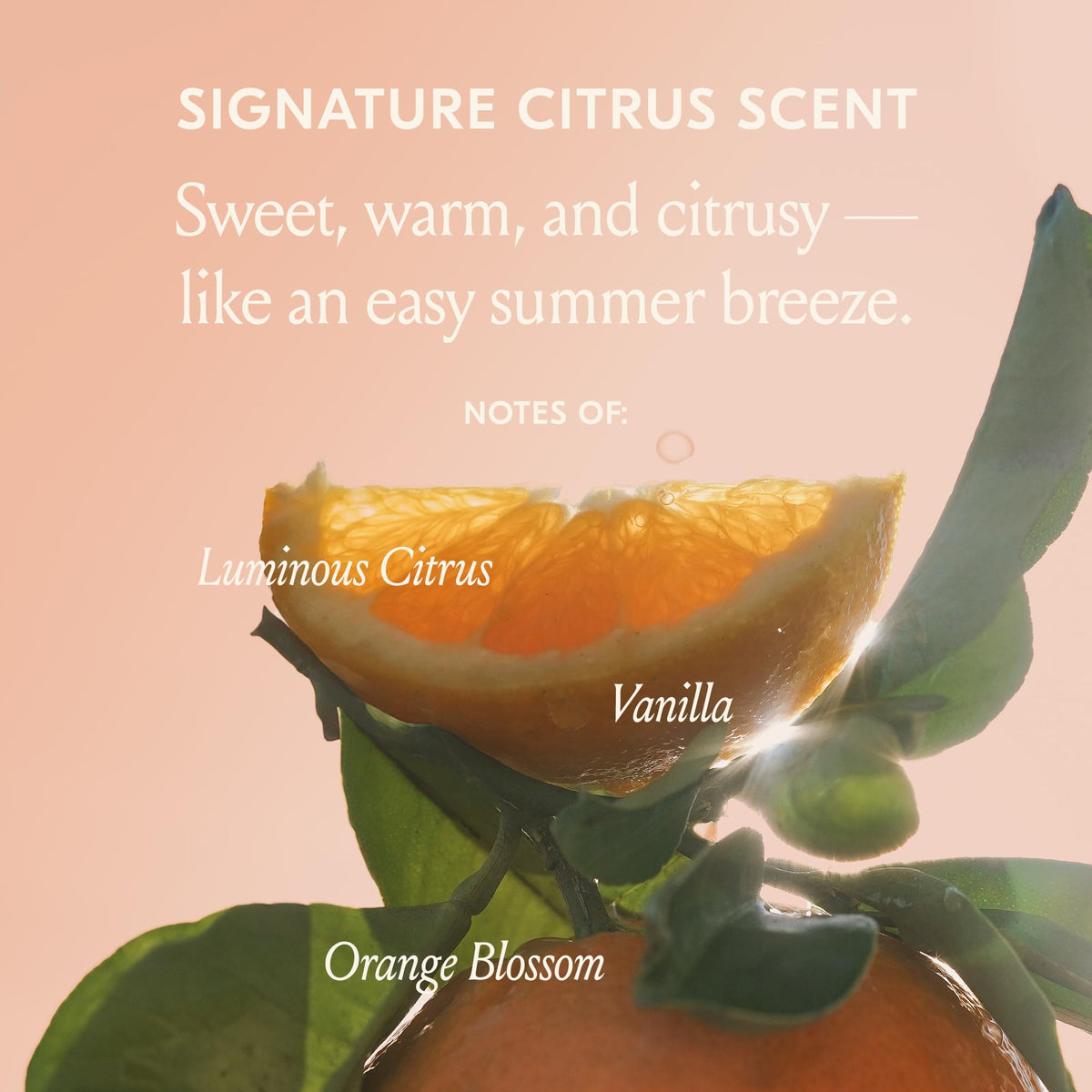 DAE label close-up highlighting cactus fruit and hibiscus botanicals