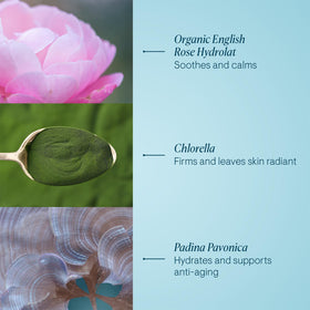 ELEMIS label close-up showing Padina Pavonica and chlorella for firmness