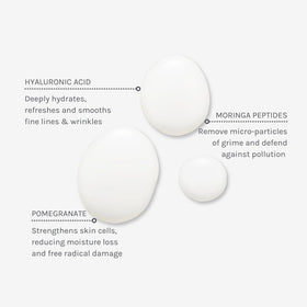 Evolve Organic Beauty moringa close-up highlighting pollutant-clearing peptide benefits