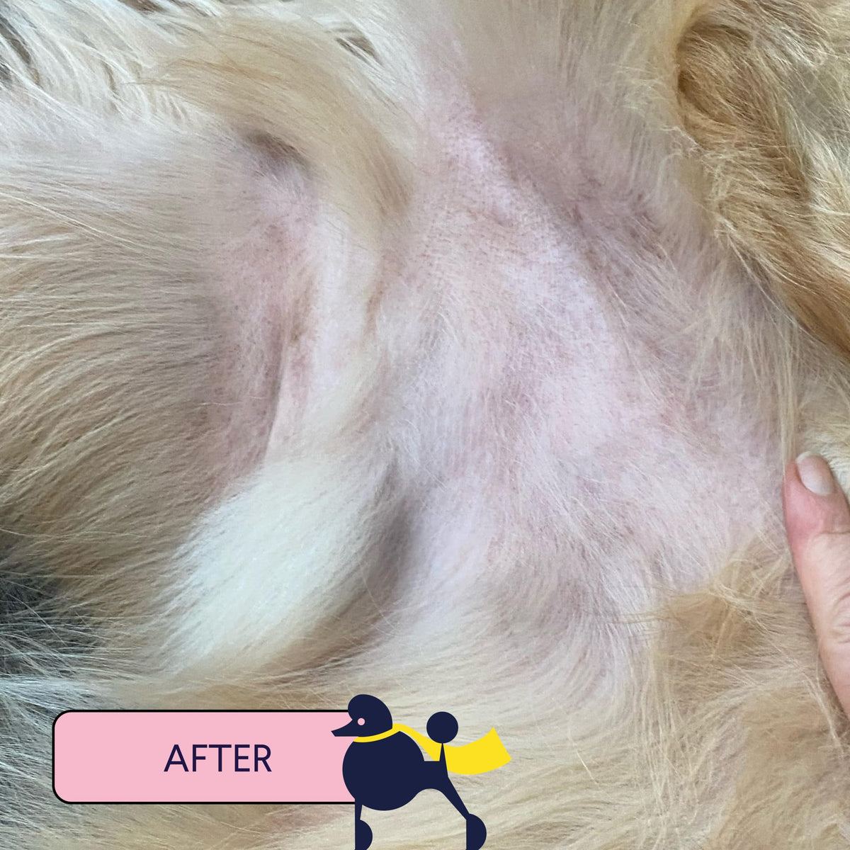 Finn Skin Hero being applied to a dog paw to soothe hot spots and protect