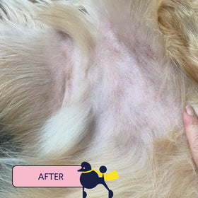Finn Skin Hero being applied to a dog paw to soothe hot spots and protect