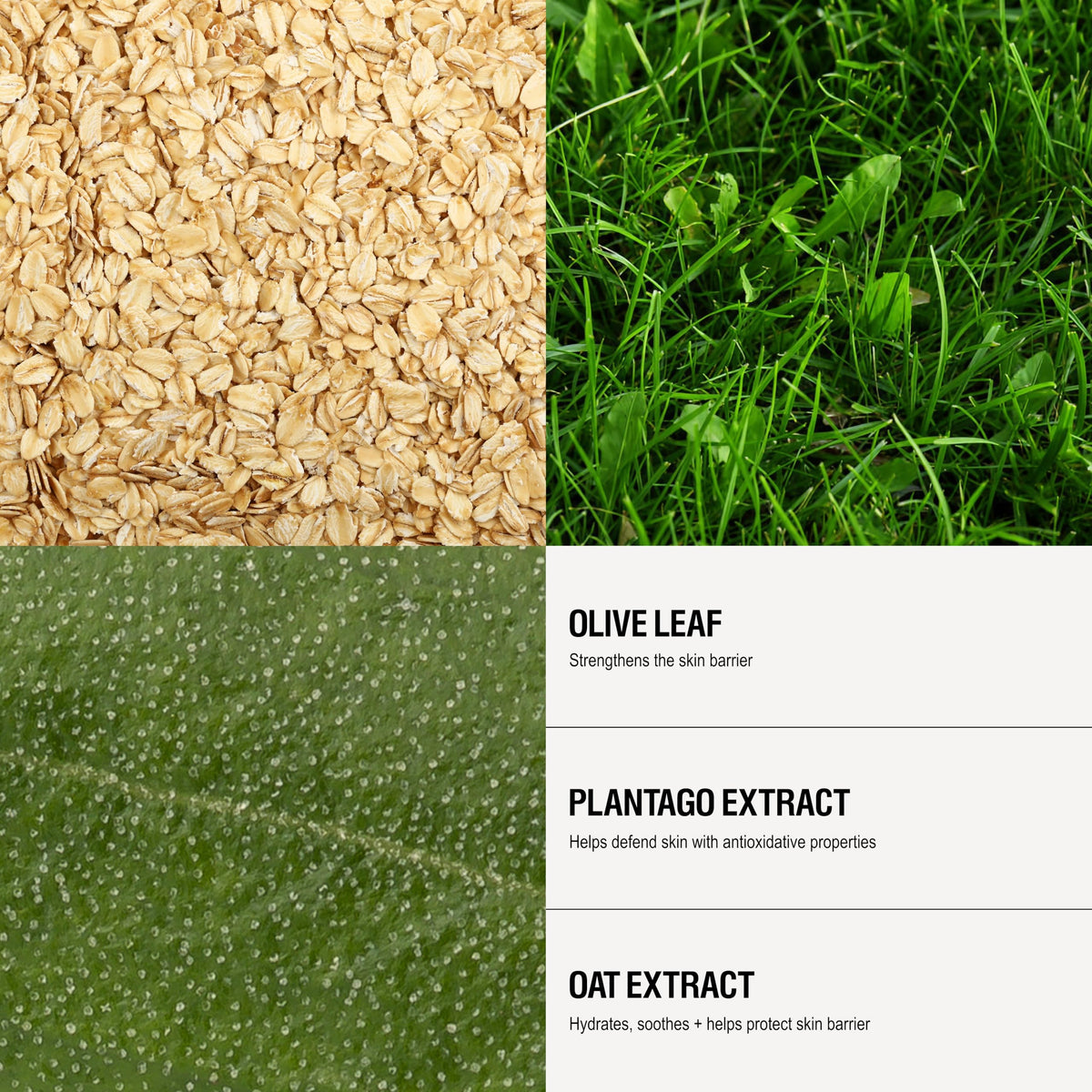 Grown Alchemist olive leaf and plantago highlighting soothing botanicals