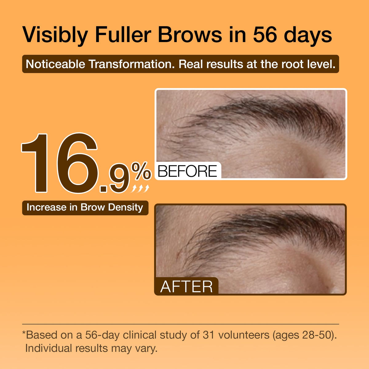 Hair Labs illustrated before and after brows showing improved fullness