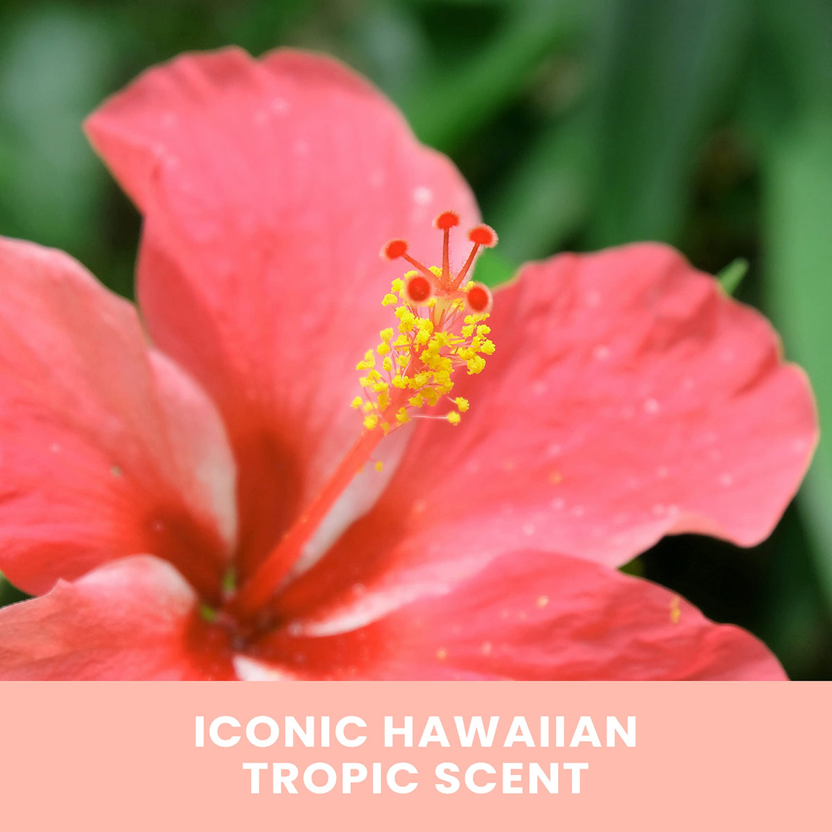 Hawaiian Tropic label detail showing aloe and vitamin E ingredients