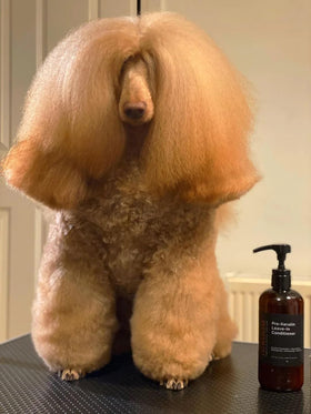 iGroom spray application on a dog’s coat, demonstrating detangling and added shine