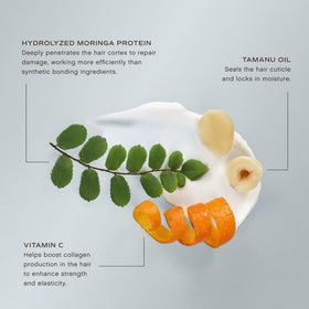 INNERSENSE moringa seed close-up highlighting protein-rich repair benefit