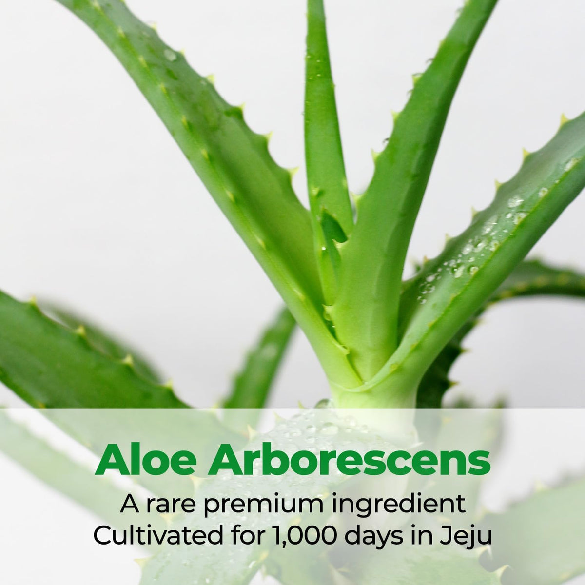 Kim Jeong Moon Aloe Jeju aloe arborescens extract detail highlighting botanical origin