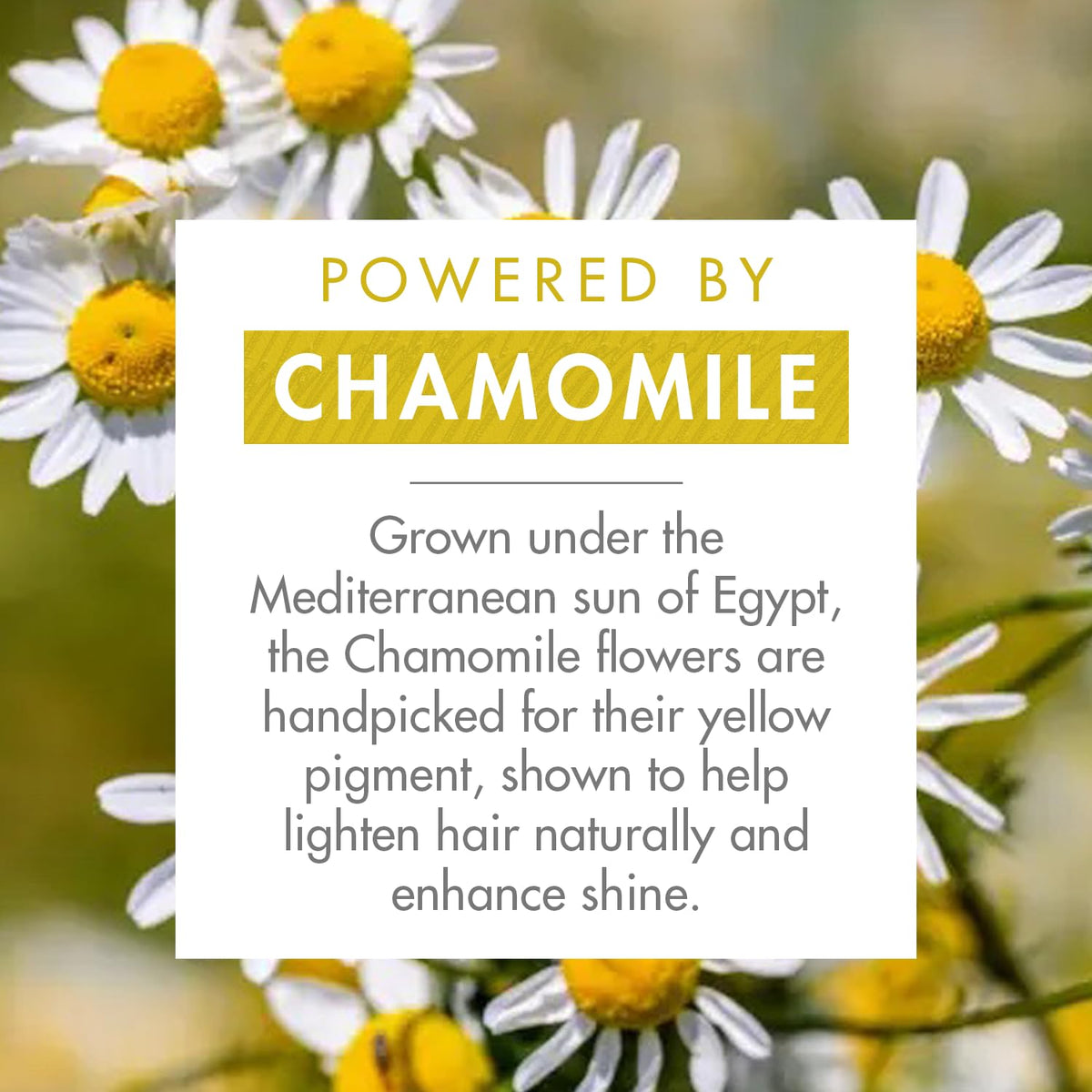 Close-up of chamomile petals used by Klorane highlighting natural brightening benefits