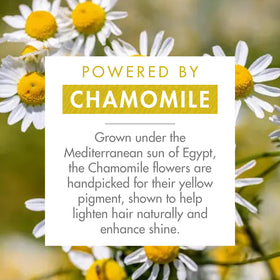 Close-up of chamomile petals used by Klorane highlighting natural brightening benefits