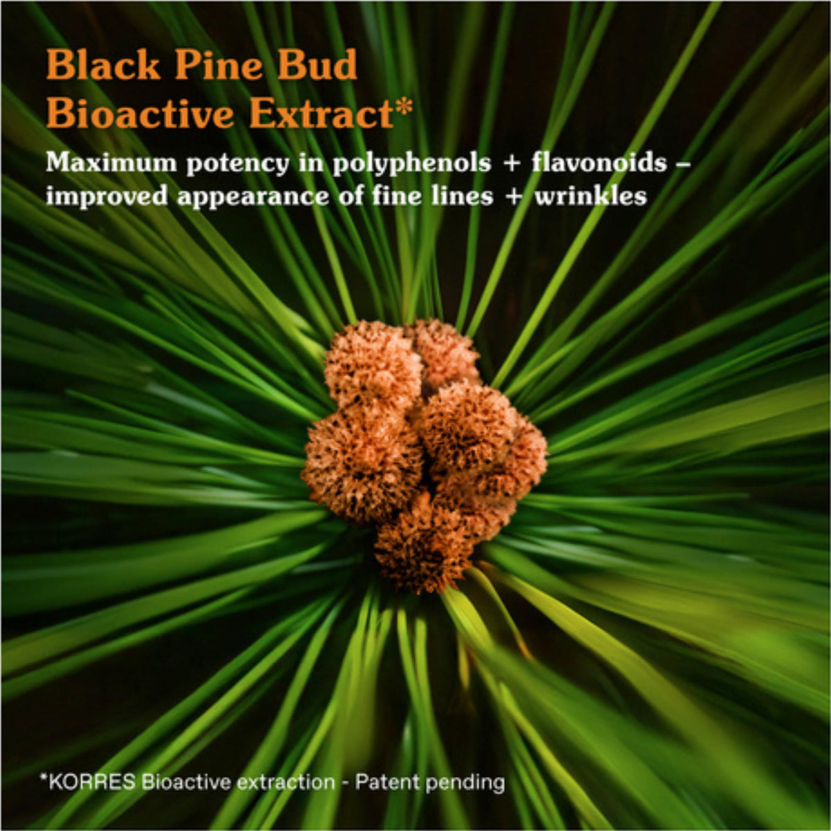 KORRES black pine bud ingredient photo showing antioxidant-rich skin support