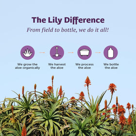 Lily Of The Desert in a beach bag demonstrating after-sun soothing benefit