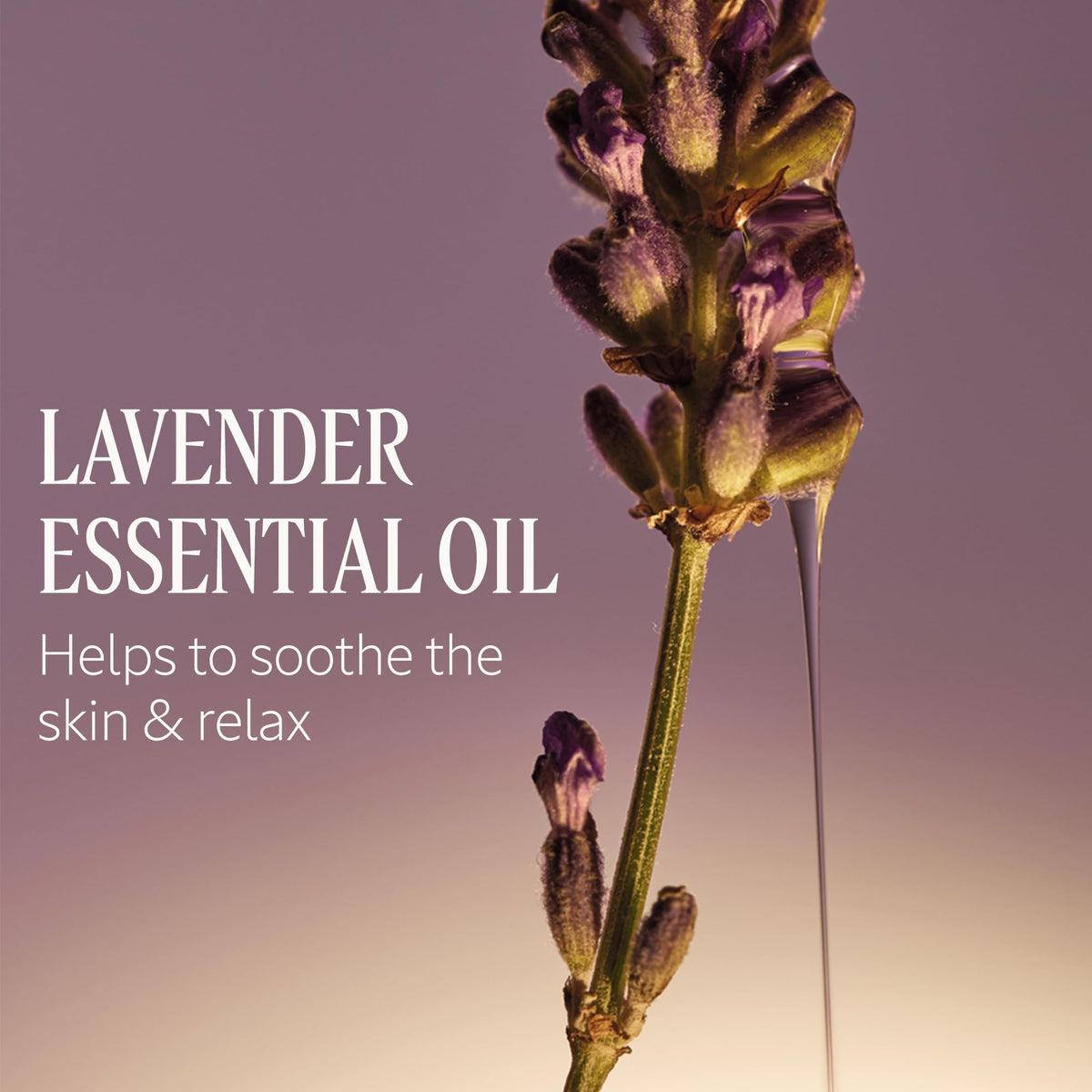 L'OCCITANE lather on hand demonstrating rich foam and gentle cleansing