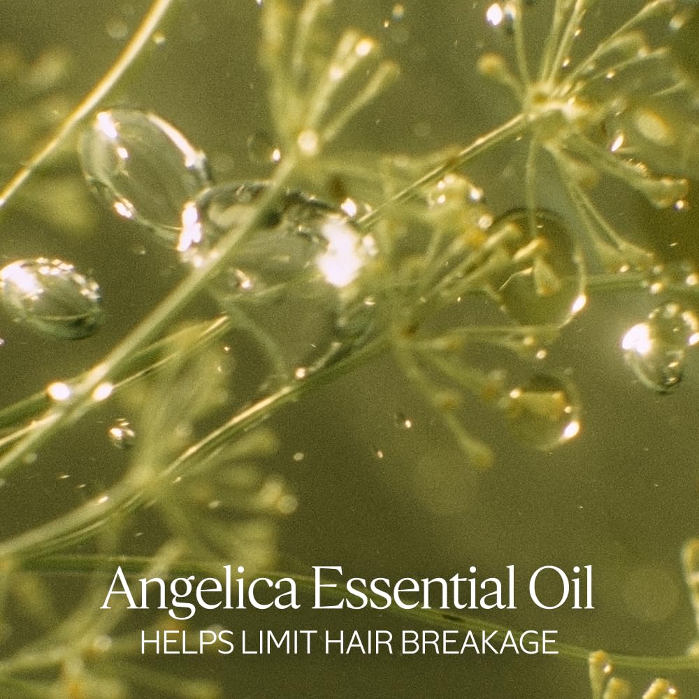 L'OCCITANE label close-up highlighting Angelica oil and plant protein benefits