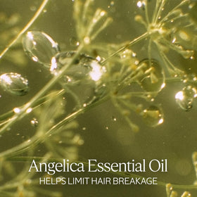 L'OCCITANE label close-up highlighting Angelica oil and plant protein benefits