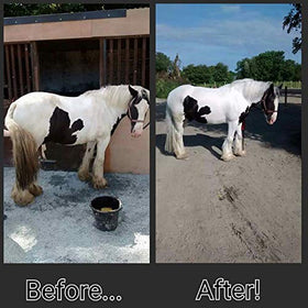 Mane-ly Long Hair before and after mane comparison showing improved manageability