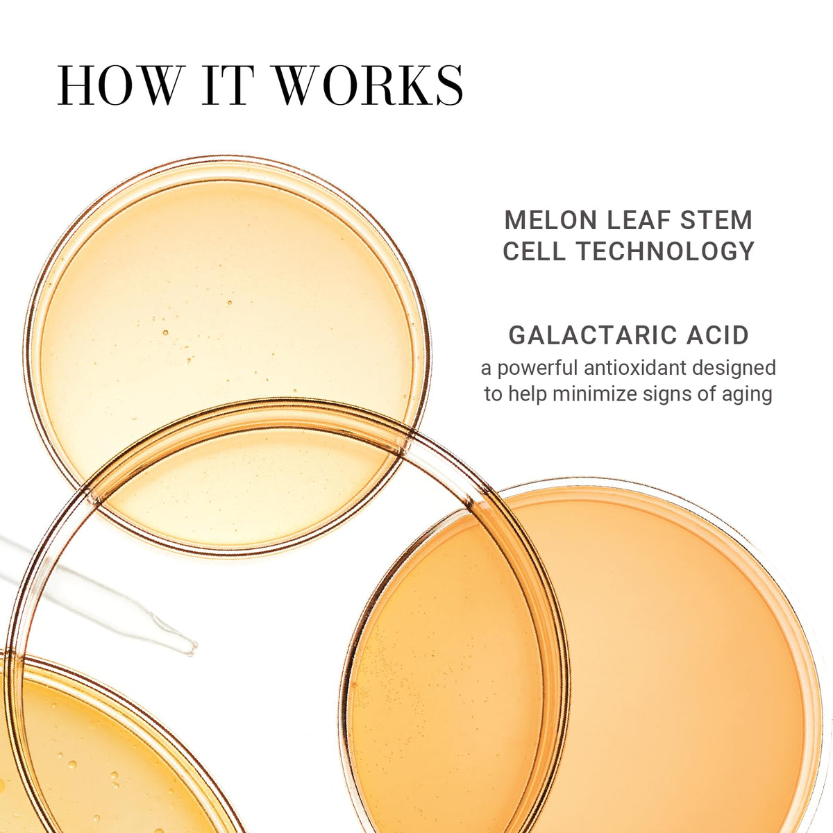 Meaningful Beauty ingredients label detail highlighting melon leaf stem cell technology and antioxidants