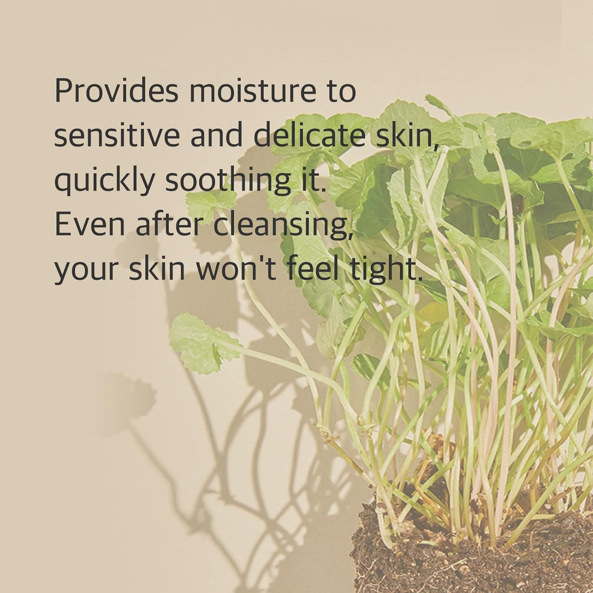 mixsoon Centella leaf ingredient close-up illustrating calming benefit