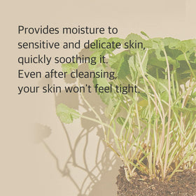 mixsoon Centella leaf ingredient close-up illustrating calming benefit