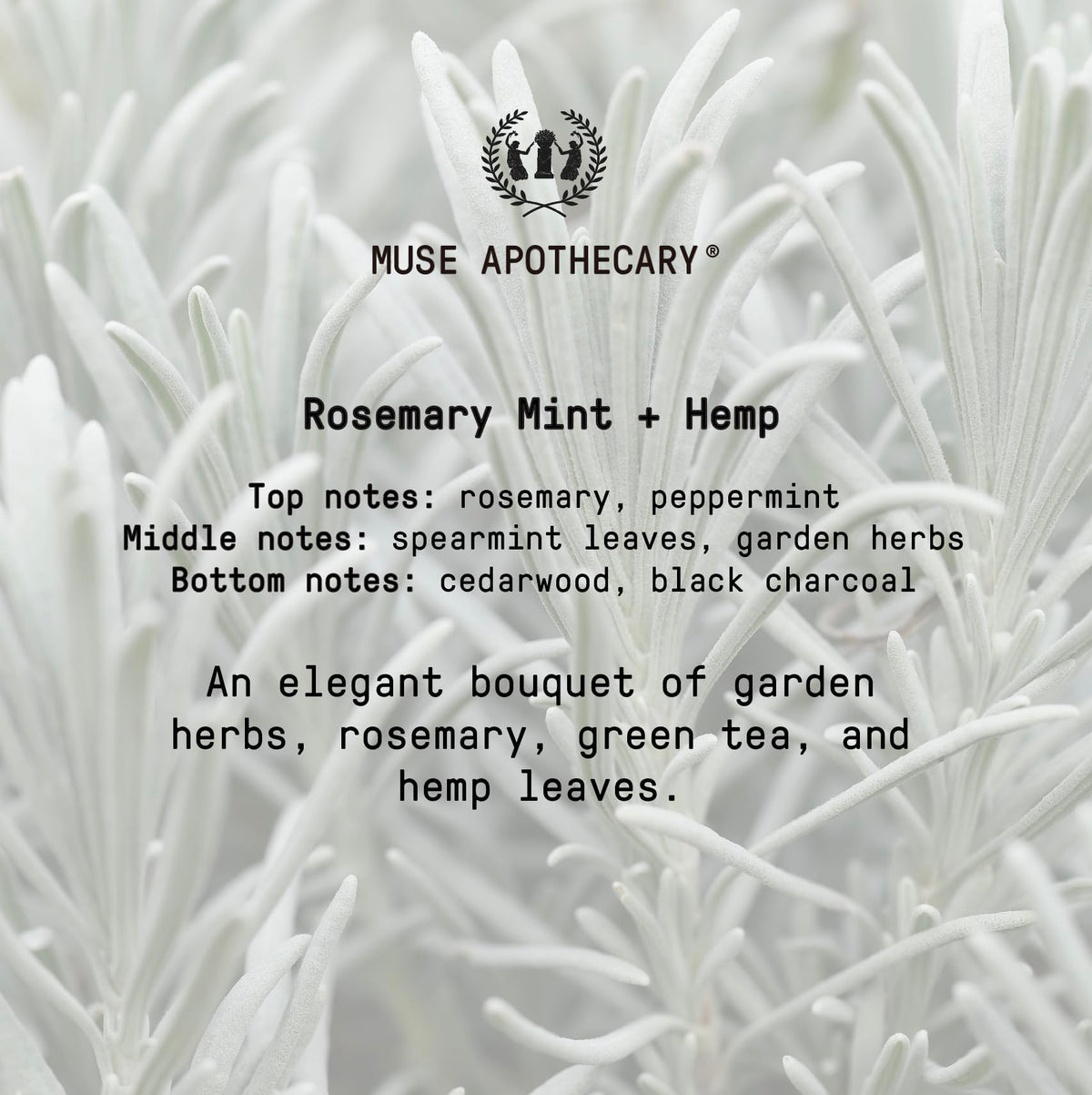 Muse Apothecary 16 oz bottle next to hand showing reliable everyday size