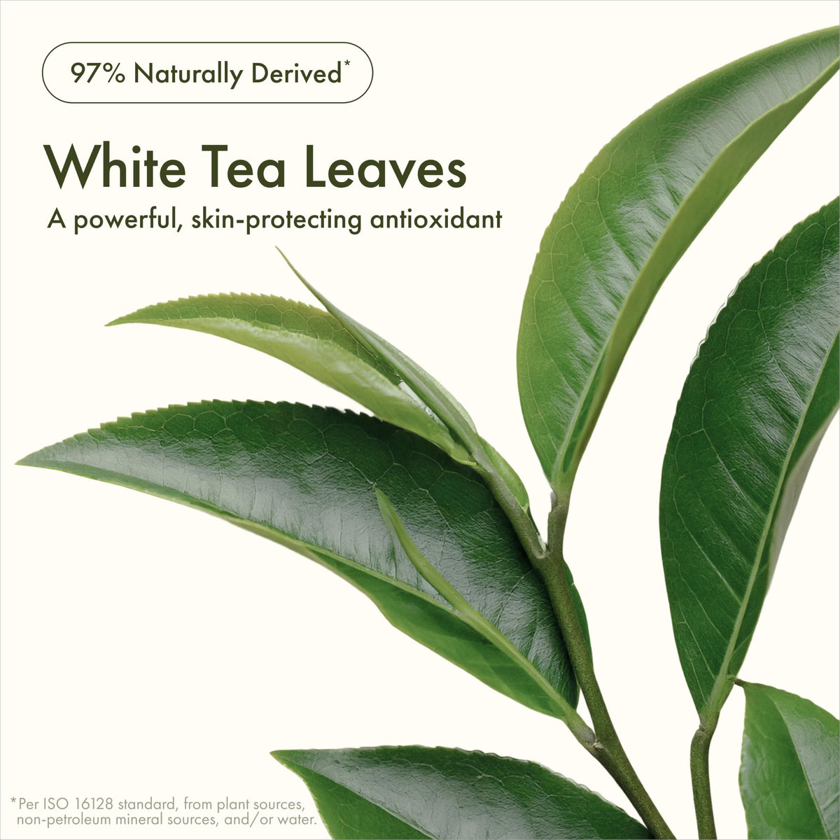 Origins white tea leaves ingredient shot highlighting antioxidant benefits