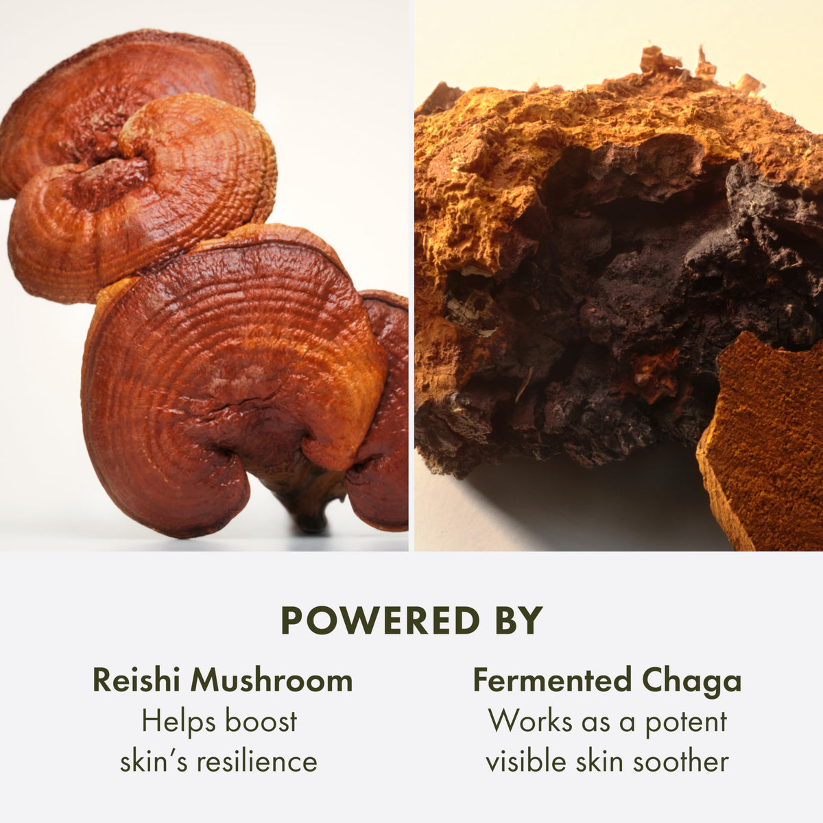 Origins Reishi mushroom and botanicals display showing calming ingredient benefit