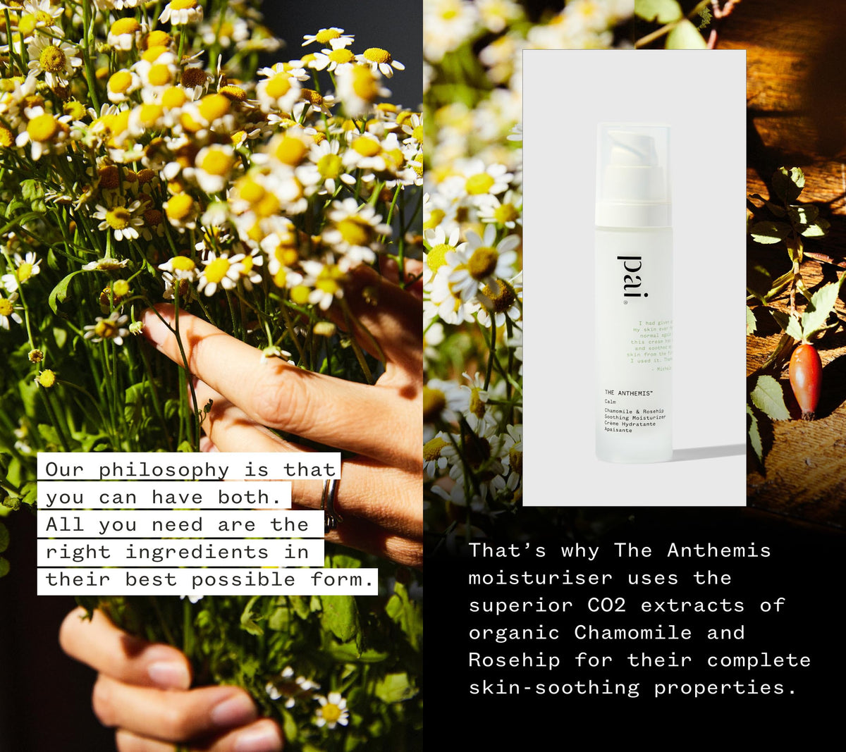 PAI The Anthemis rosehip close-up highlighting natural oil source for nourishment