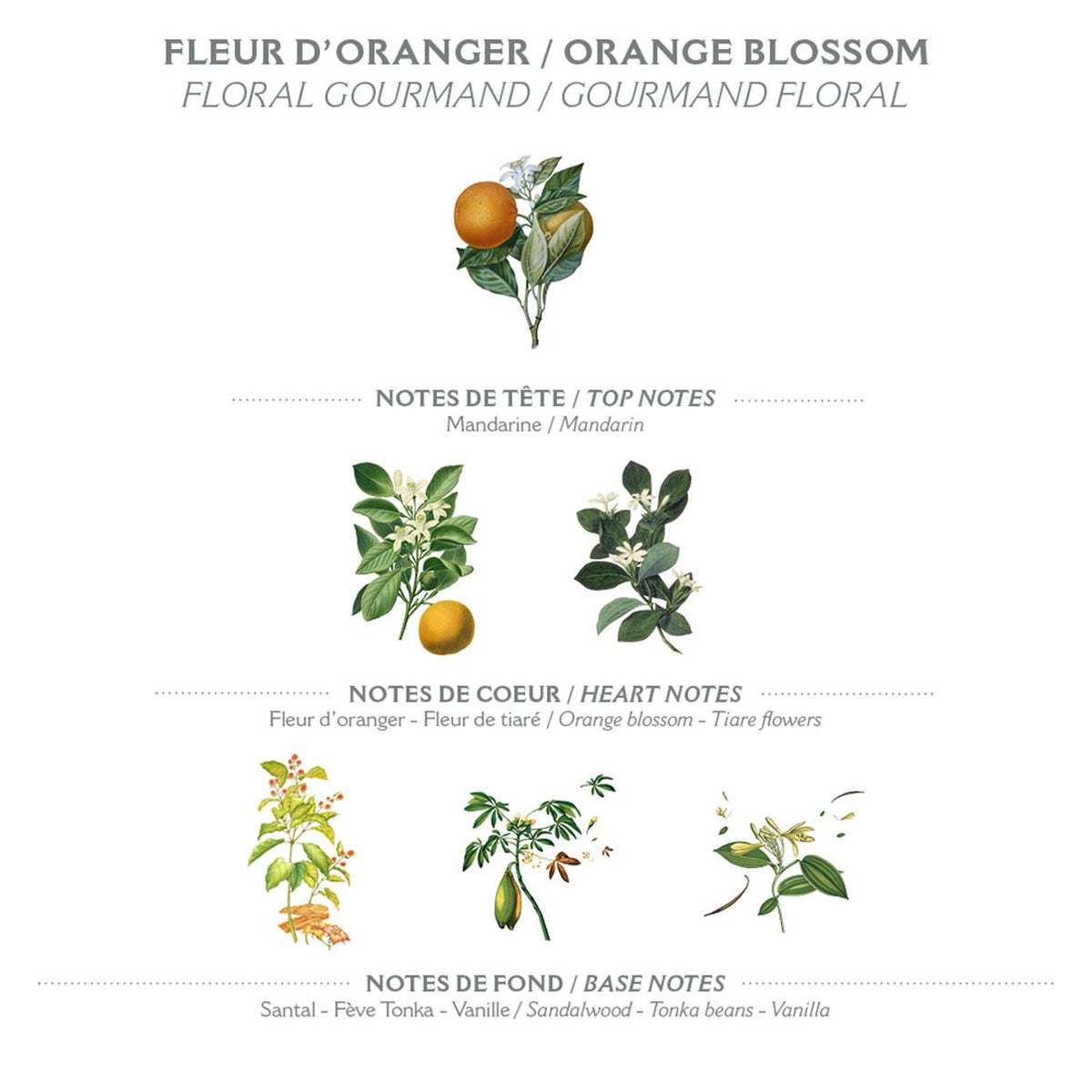 Panier des Sens creamy lather on hand demonstrating rich foam and gentle cleansing benefit