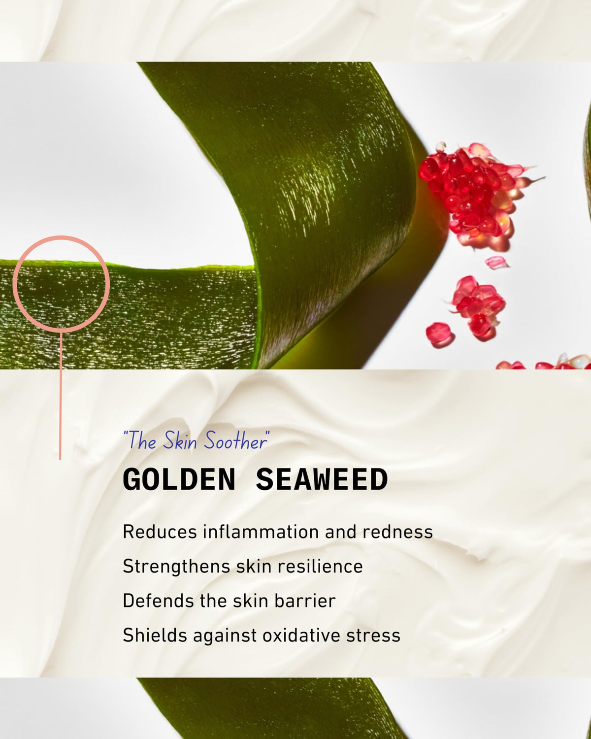 Pash Skin Protection with aloe vera highlighting natural soothing and regeneration