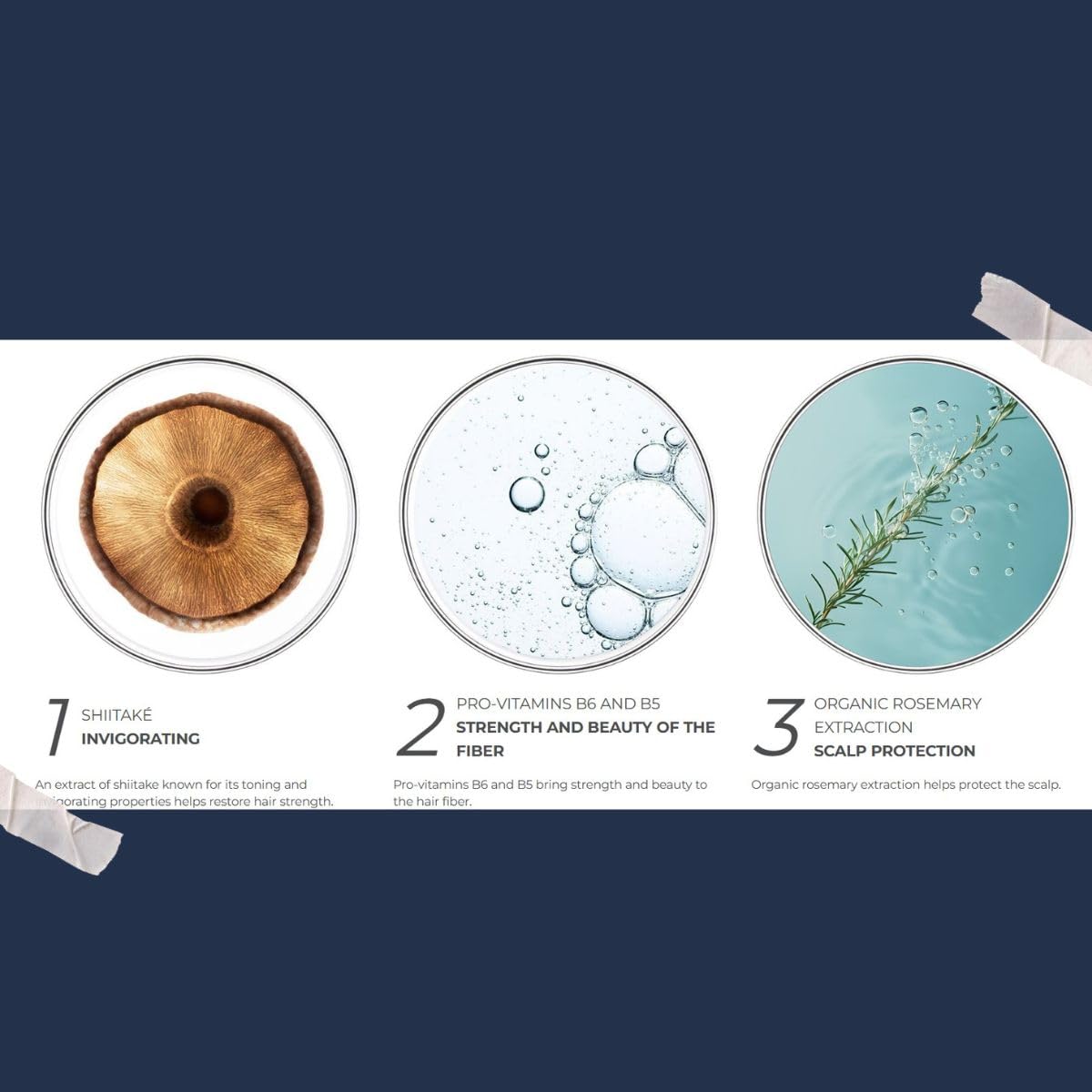 PHYTO shiitake and rosemary ingredients display emphasizing botanical formulation benefits