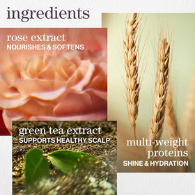Pureology Hydrate shampoo rose extract close-up highlighting nourishment