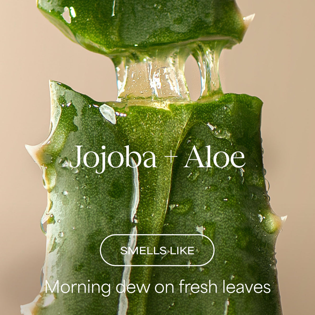 RAW SUGAR shampoo and conditioner duo highlighting hydrating formulation benefits