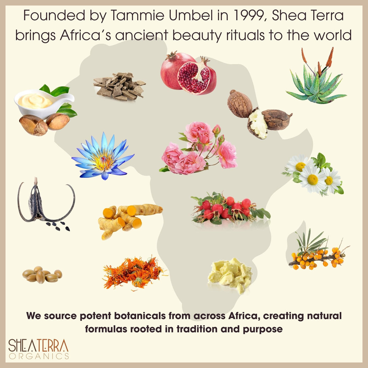 Shea Terra Organics oil texture close-up highlighting rich color and smooth finish for topical use