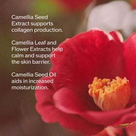 Applying Shiseido Ultimune to neck and face for strengthened skin barrier benefit