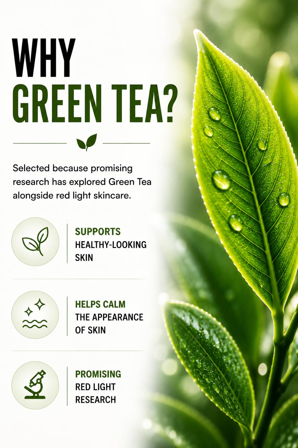 St. Croix Products green tea ingredient focus highlighting antioxidant support