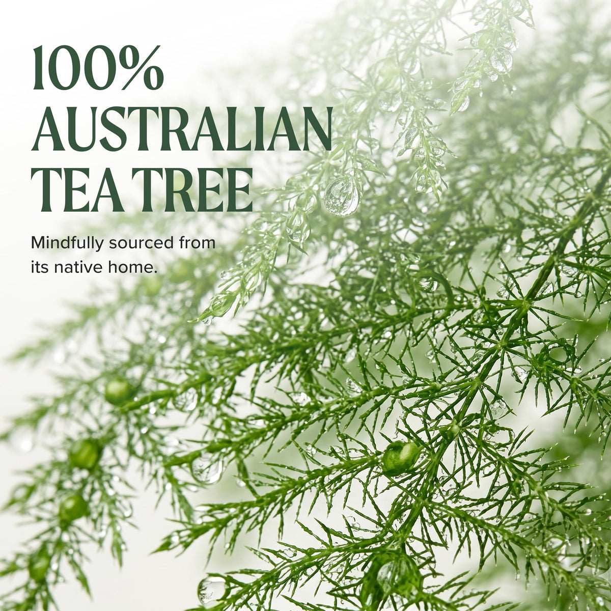 Tea Tree bottle beside scalp brush indicating salon-ready convenience