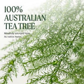 Tea Tree bottle beside scalp brush indicating salon-ready convenience