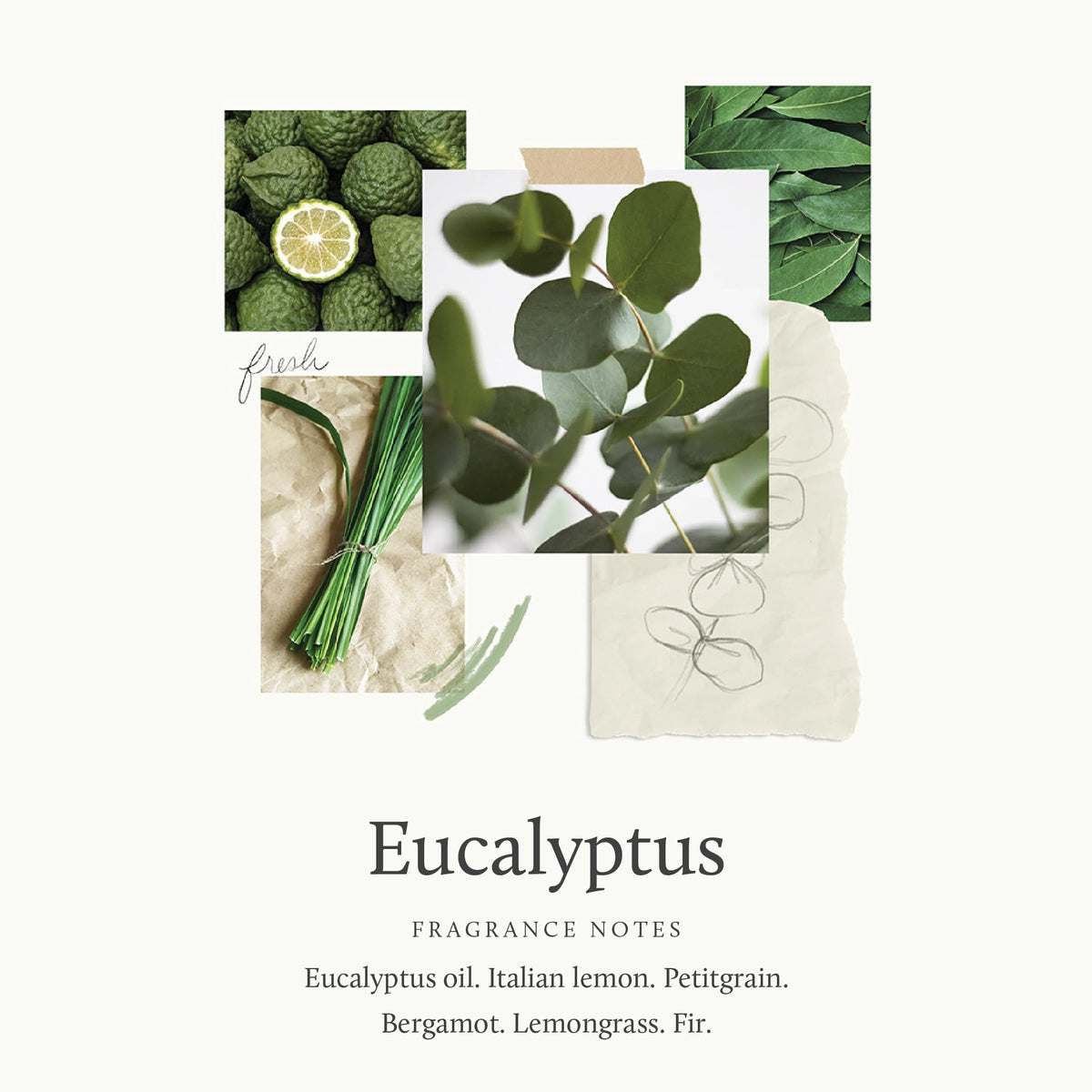 Thymes eucalyptus bar lather close-up showing creamy texture and moisturizing benefit